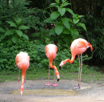 [Three flamingos standing on the ground.]